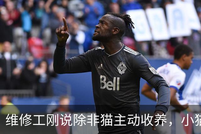 维修工刚说除非猫主动收养，小猫就进门跳上他腿
